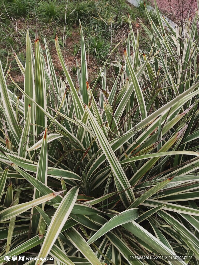 金边麦冬植物特写