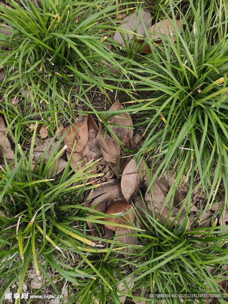 翠绿草丛中的枯叶