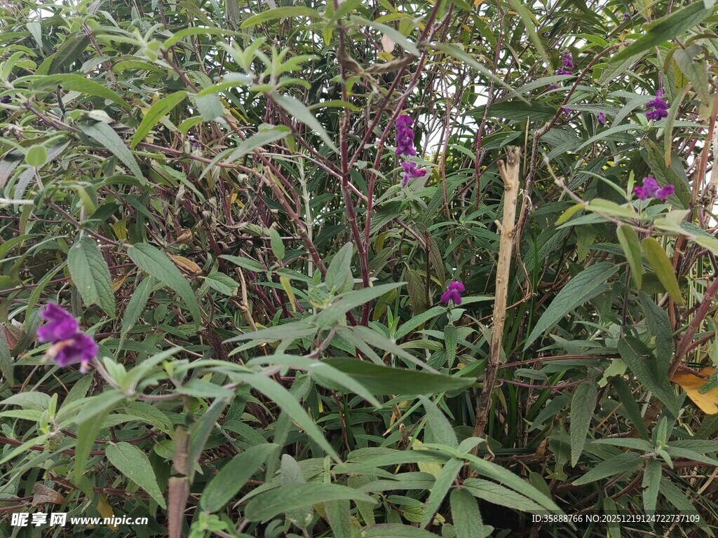 紫色野花与绿叶植物景观