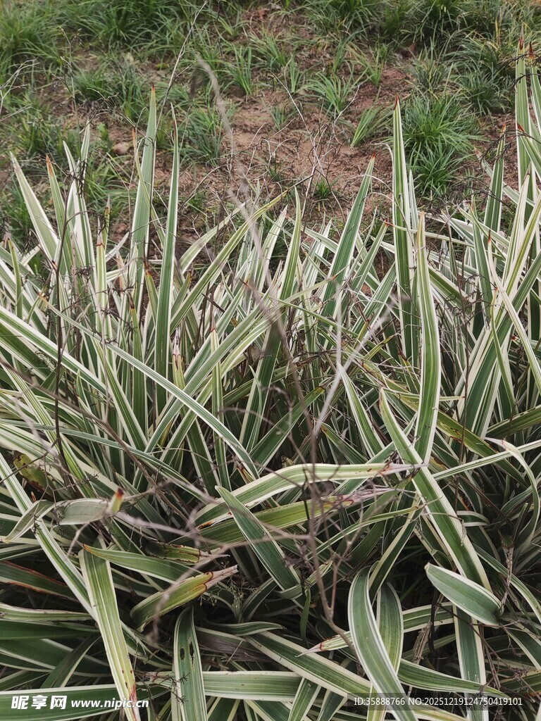 银边龙舌兰植物特写