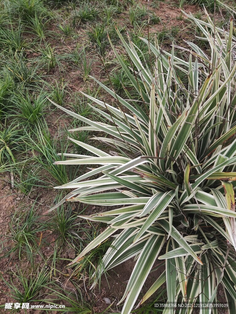 银边龙舌兰植物特写