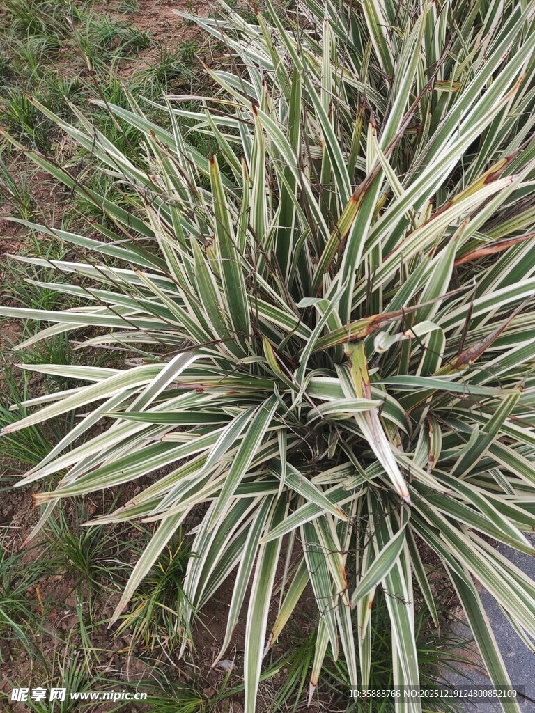 银边麦冬植物特写
