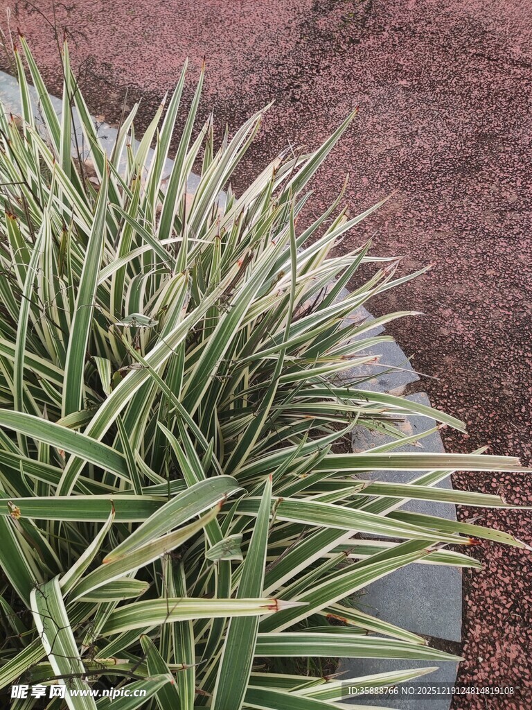 金边麦冬草植物景观