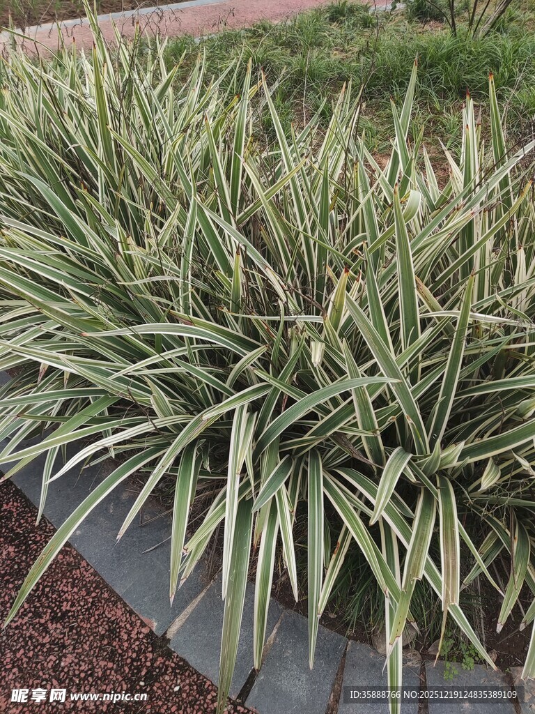 银边龙舌兰植物特写