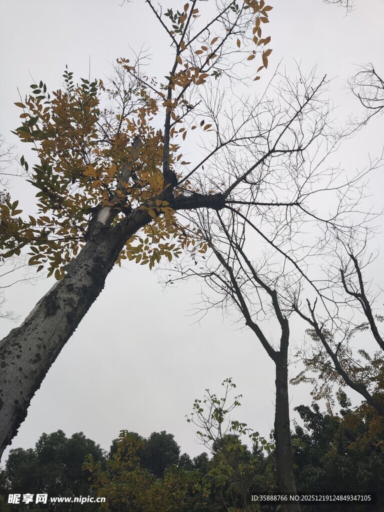 秋日孤树尽显萧瑟之态