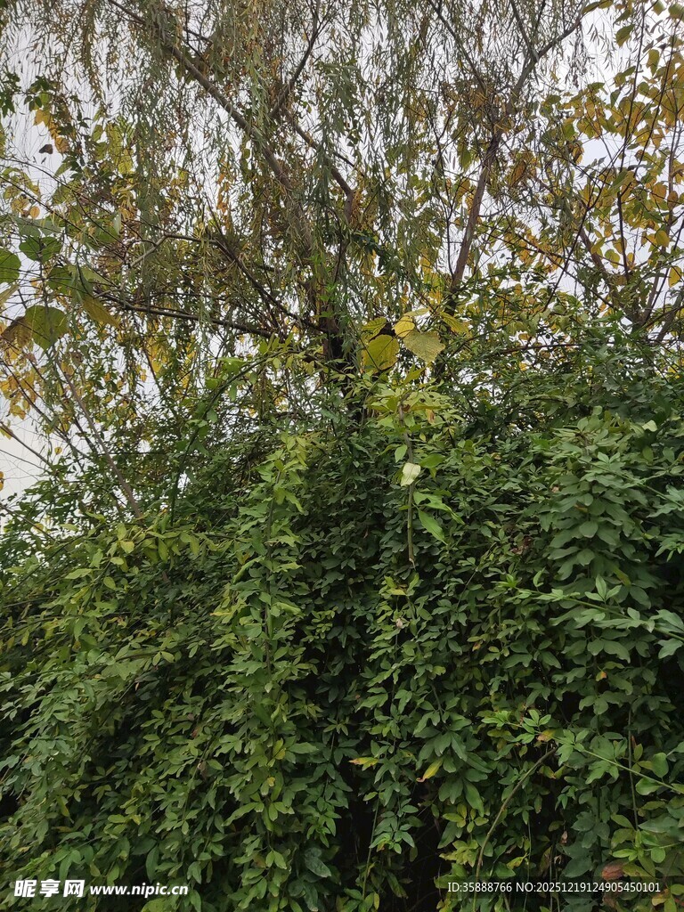 繁茂绿植与树木景观