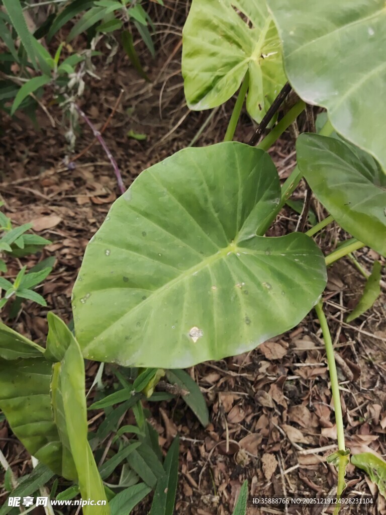 大叶片绿植特写