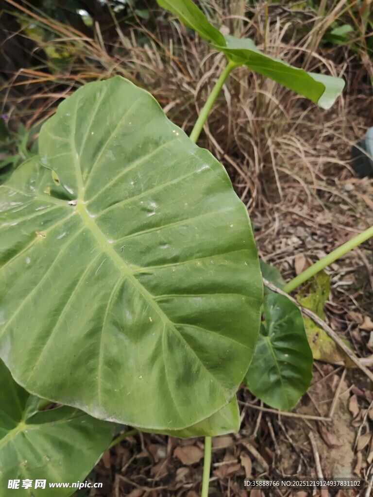 大叶片绿植特写