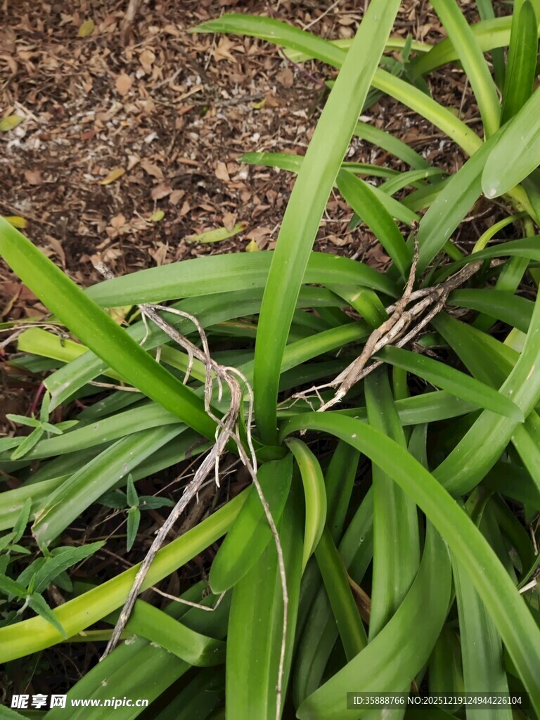 绿叶丛中的细长叶片植物