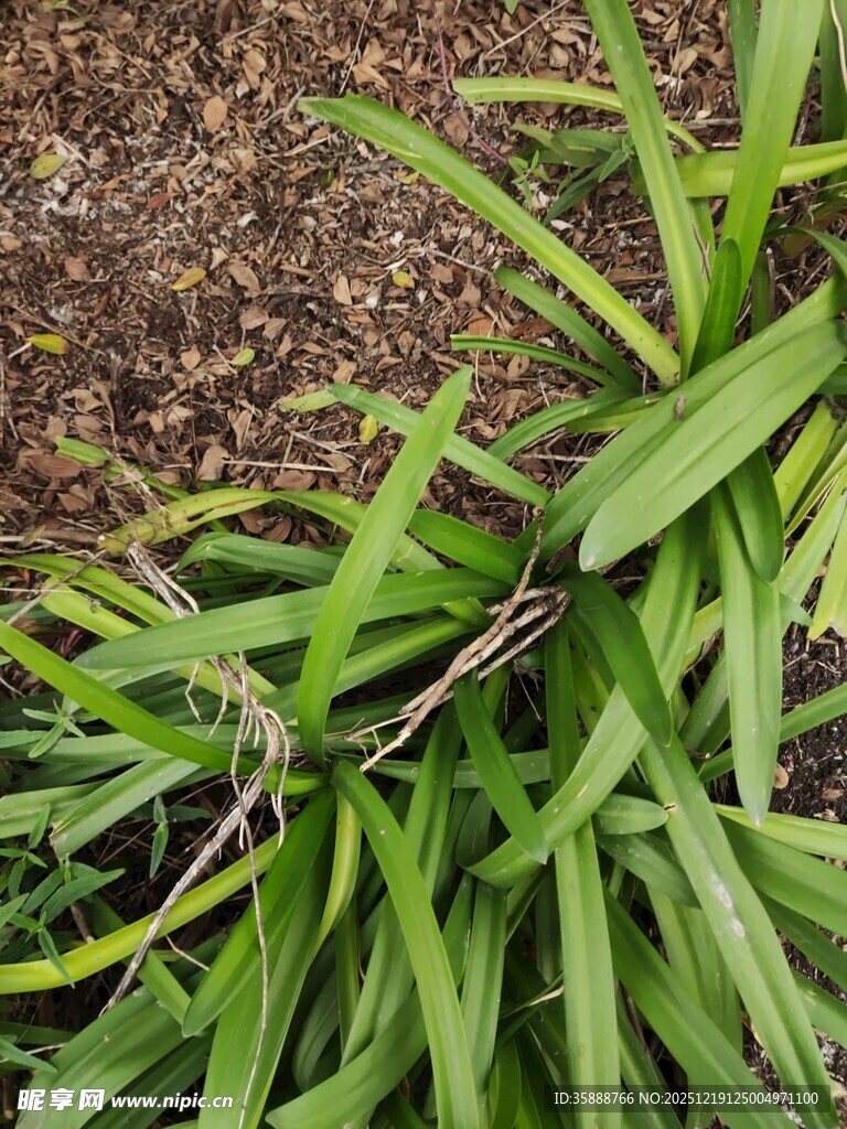 翠绿修长的植物叶片