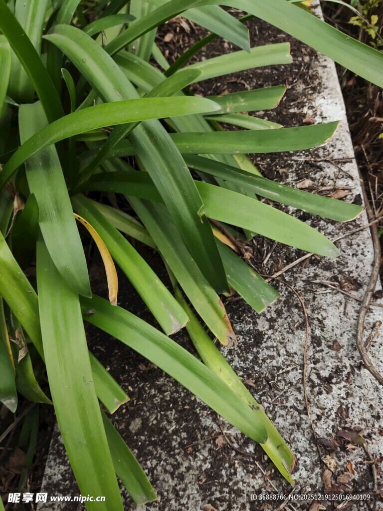 石边翠绿植物特写