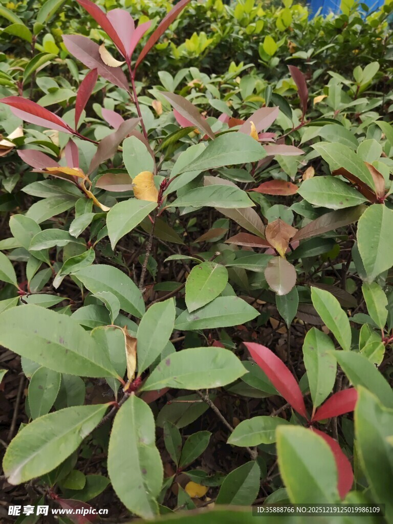 红绿相间的叶片植物