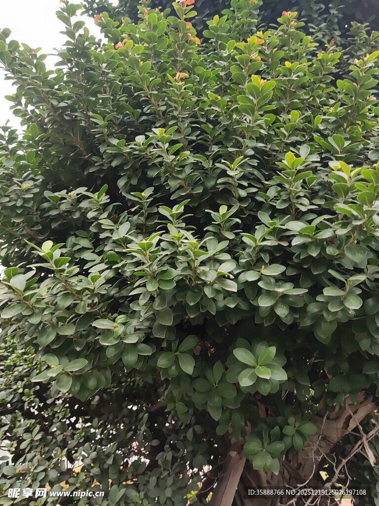 茂盛绿植葱郁树冠景象