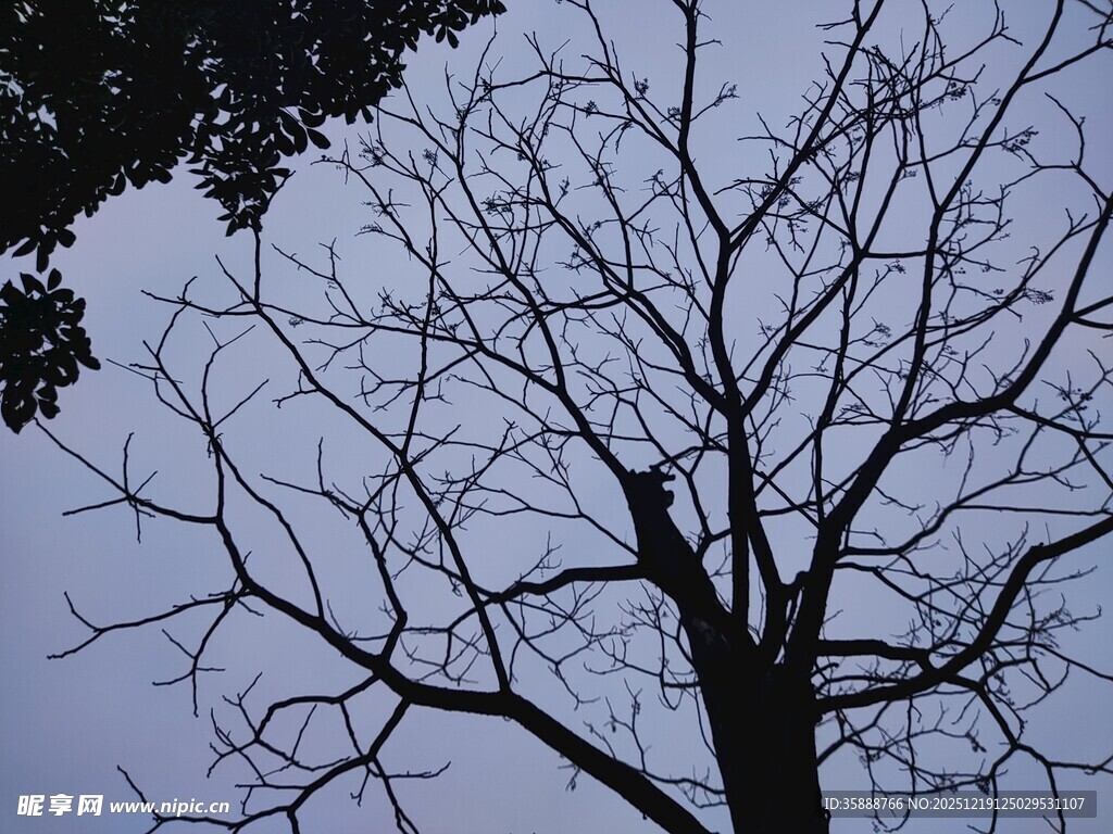 冬日枯树剪影