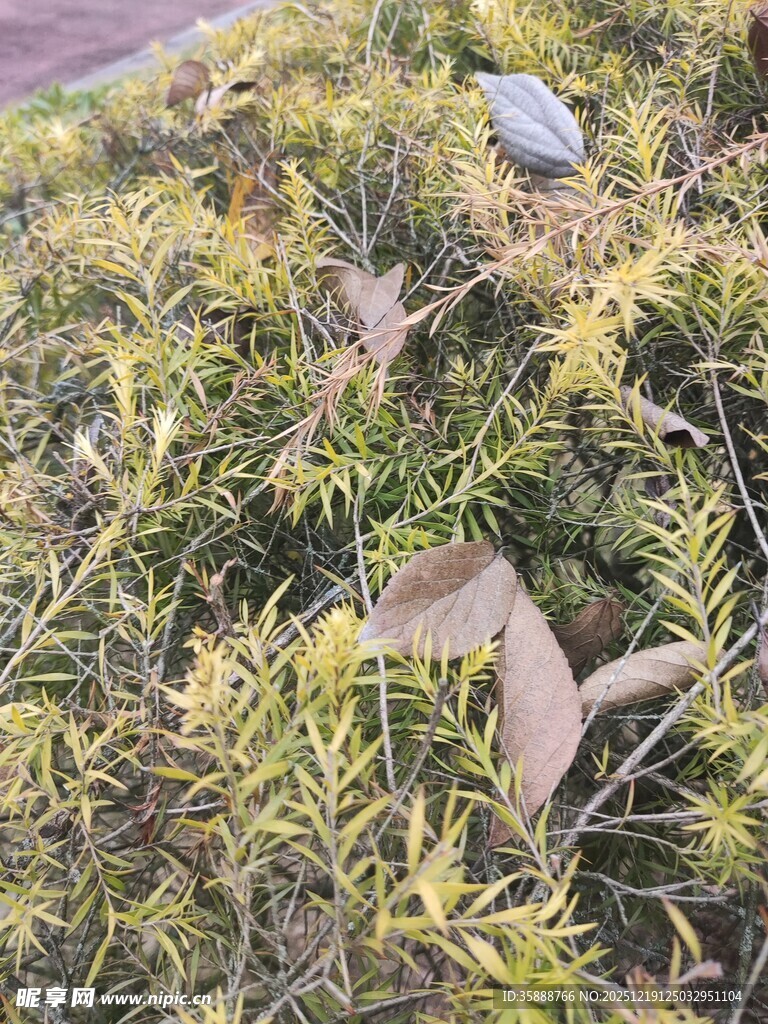 地面上的枯黄杂草与落叶