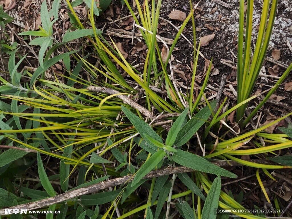 嫩绿草丛中的黄色植物