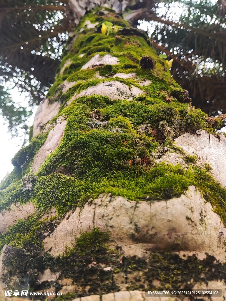 长满青苔的古老树干