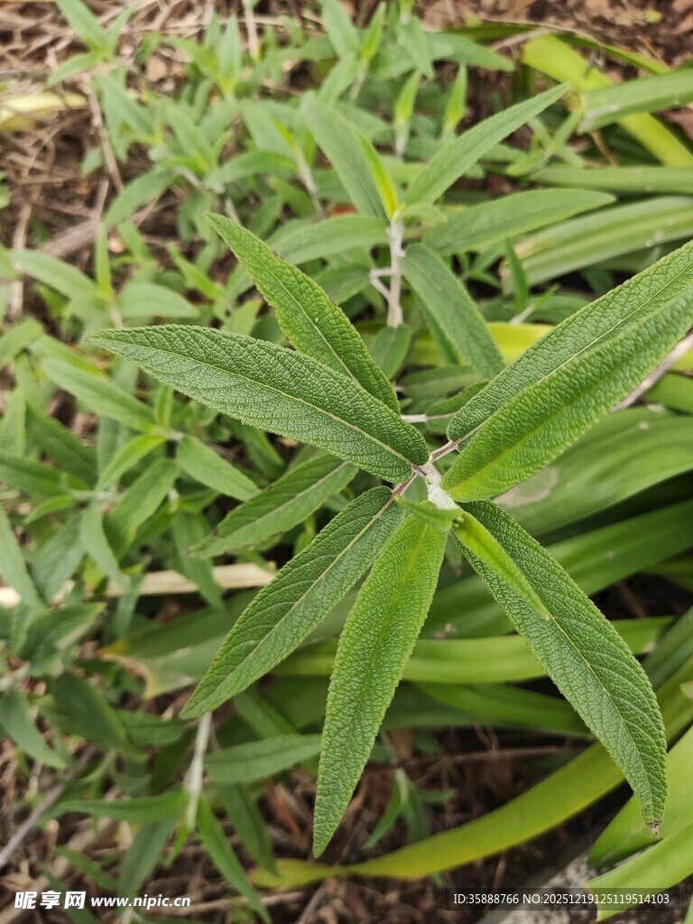 翠绿细长叶片的植物