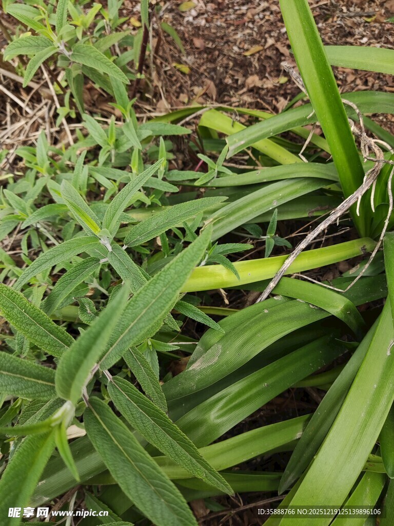 翠绿草丛中的细长叶片