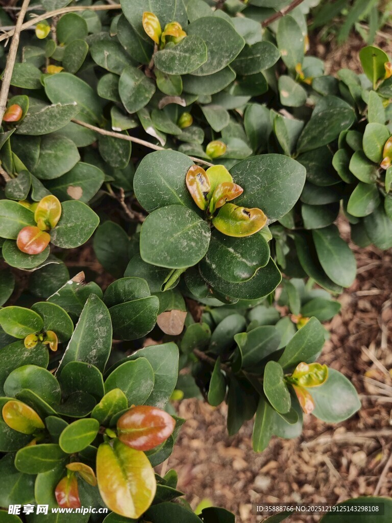 绿叶间的多彩植物果实