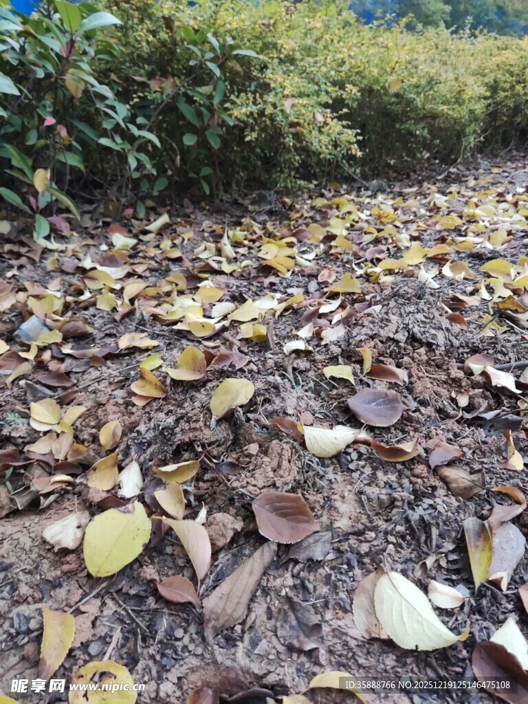 落叶铺地的自然景象