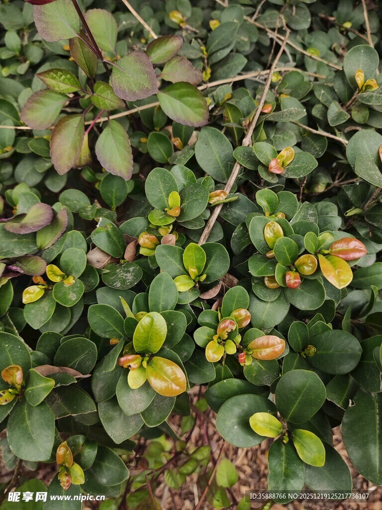 绿叶间的多彩植物果实