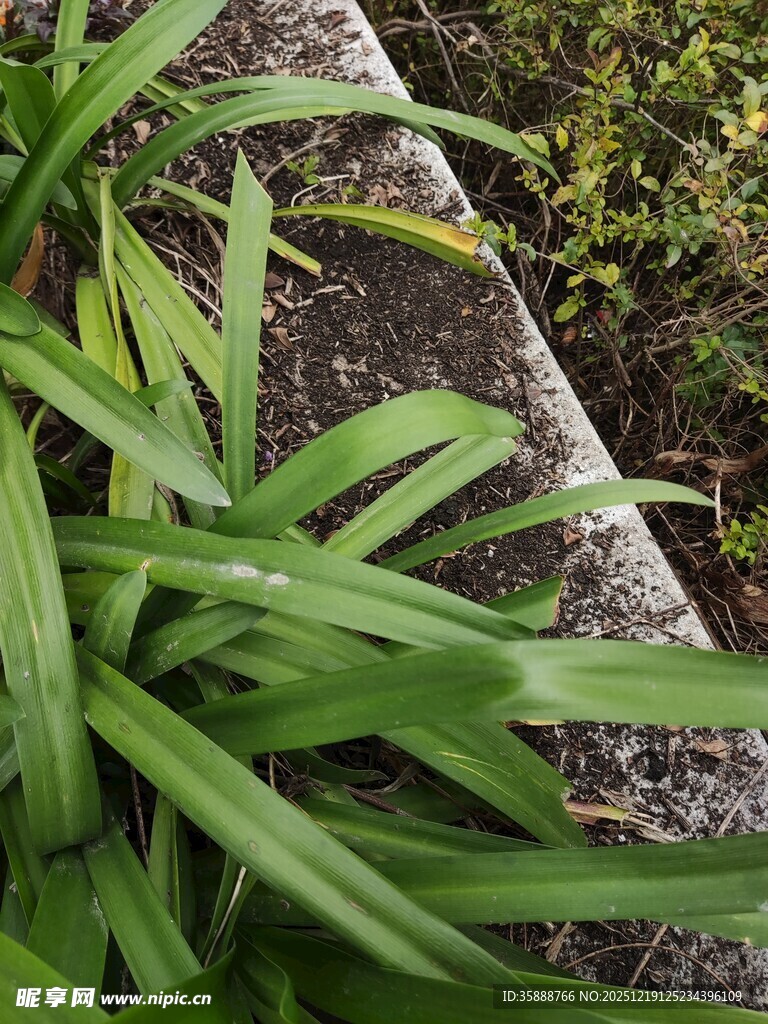 翠绿叶片与石边植物特写