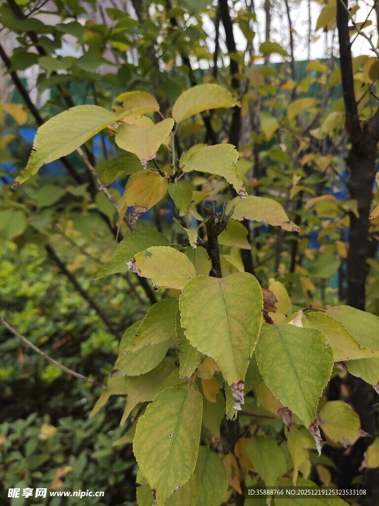 枝头黄绿相间的鲜嫩树叶