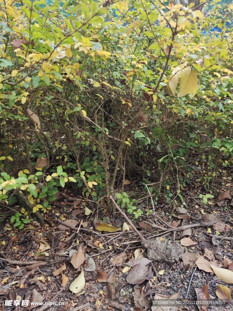 林间碎石旁的繁茂绿植