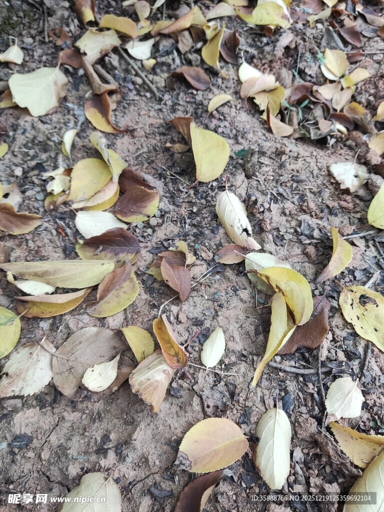 地面散落的多彩银杏叶片