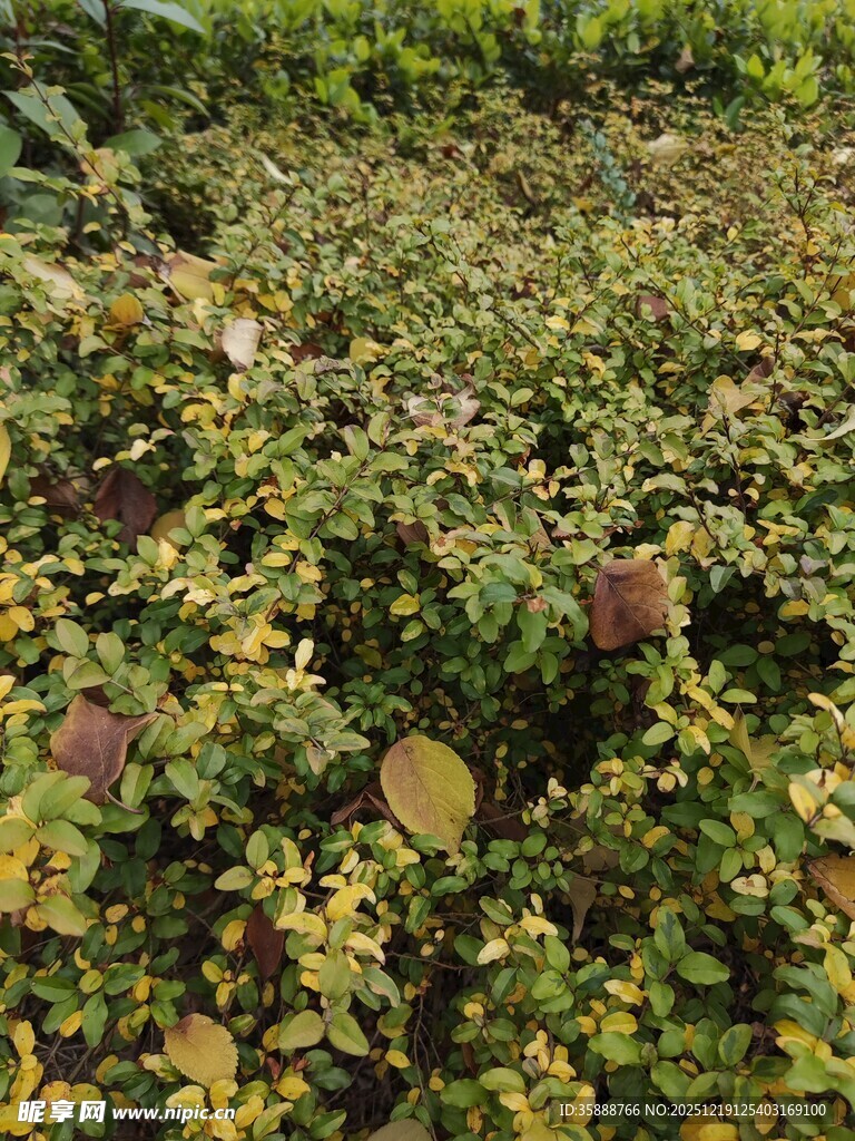 绿叶间的褐色果实