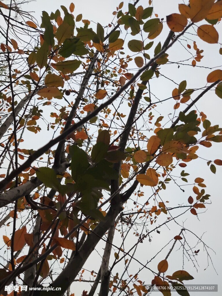 秋日枝头斑斓树叶景象