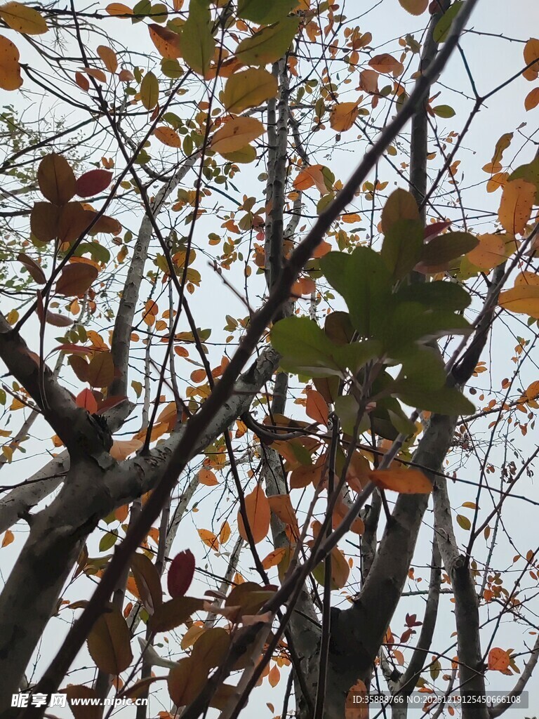 秋日树枝上的斑斓树叶