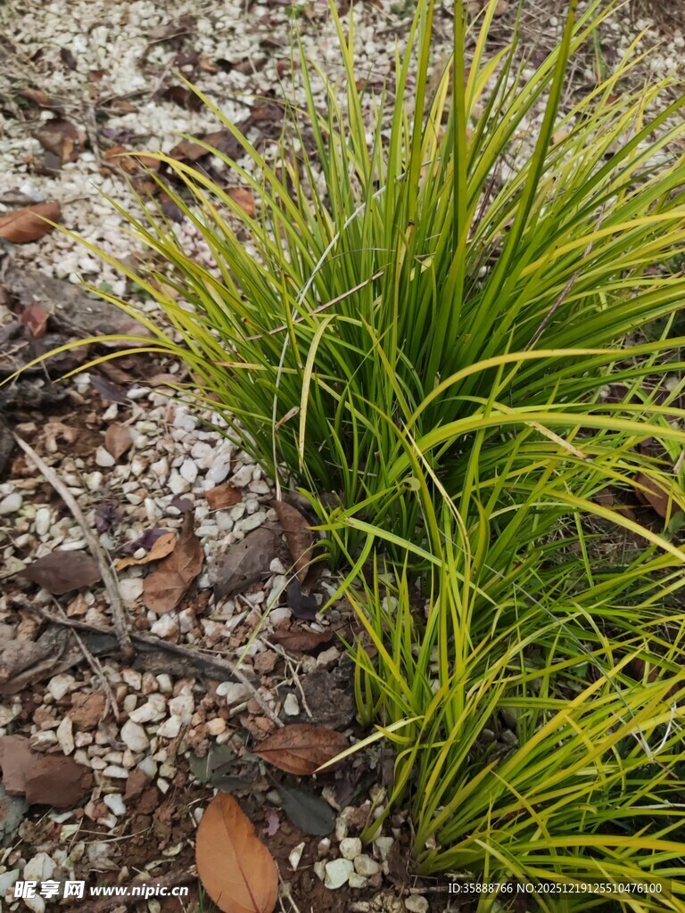 翠绿草丛与碎石景观