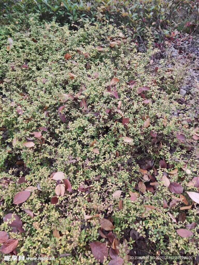 地面上的多彩植物叶片