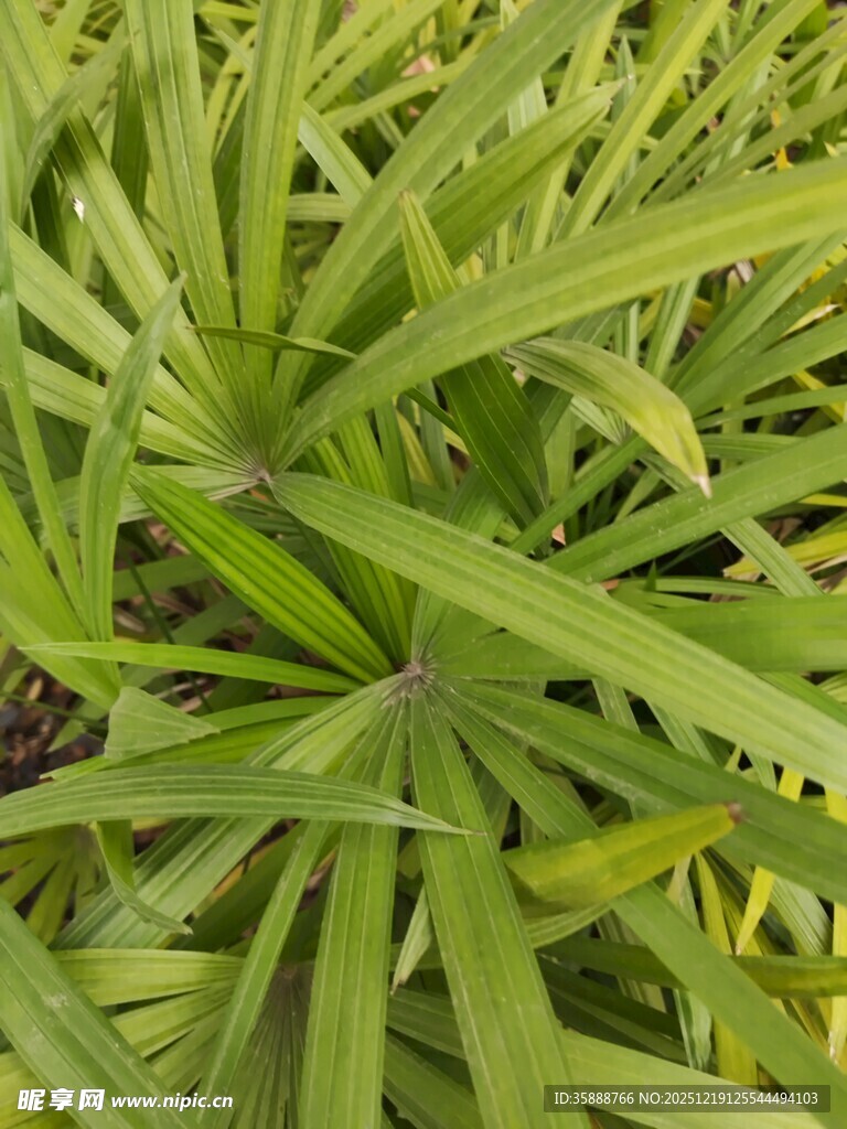 翠绿细长叶片的植物特写