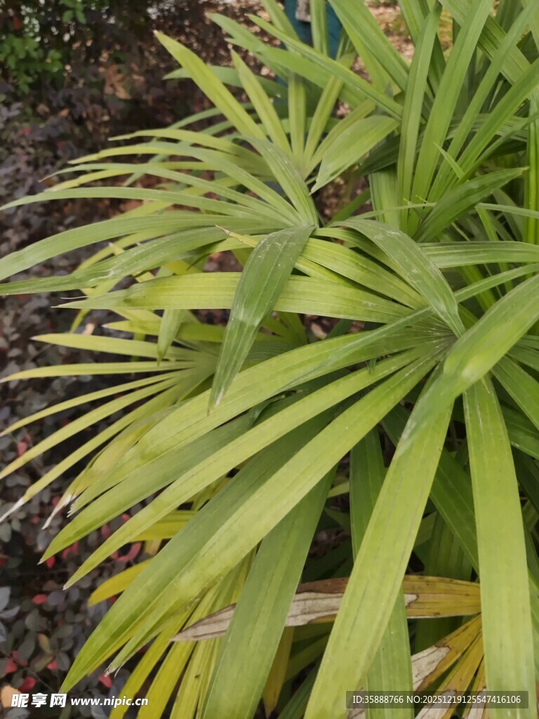 翠绿舒展的扇形叶片植物