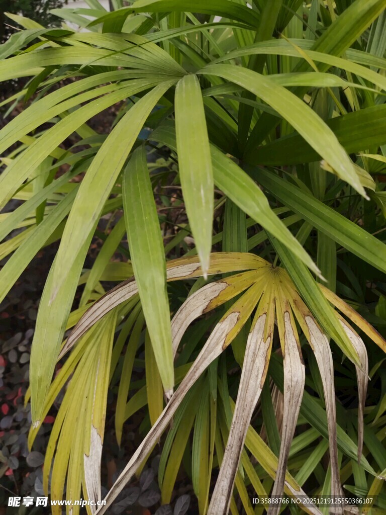 翠绿棕竹叶片特写