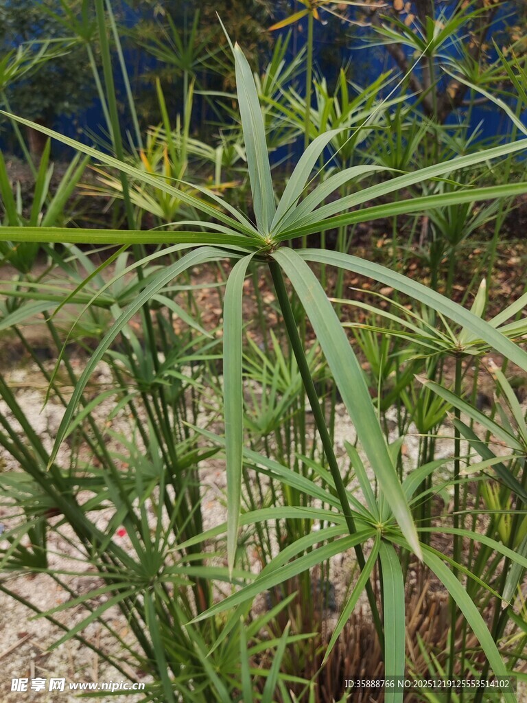 细长叶片的奇特绿植