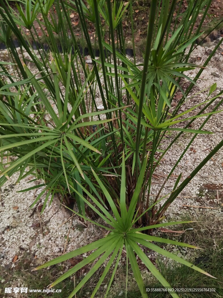 翠绿旱伞草特写