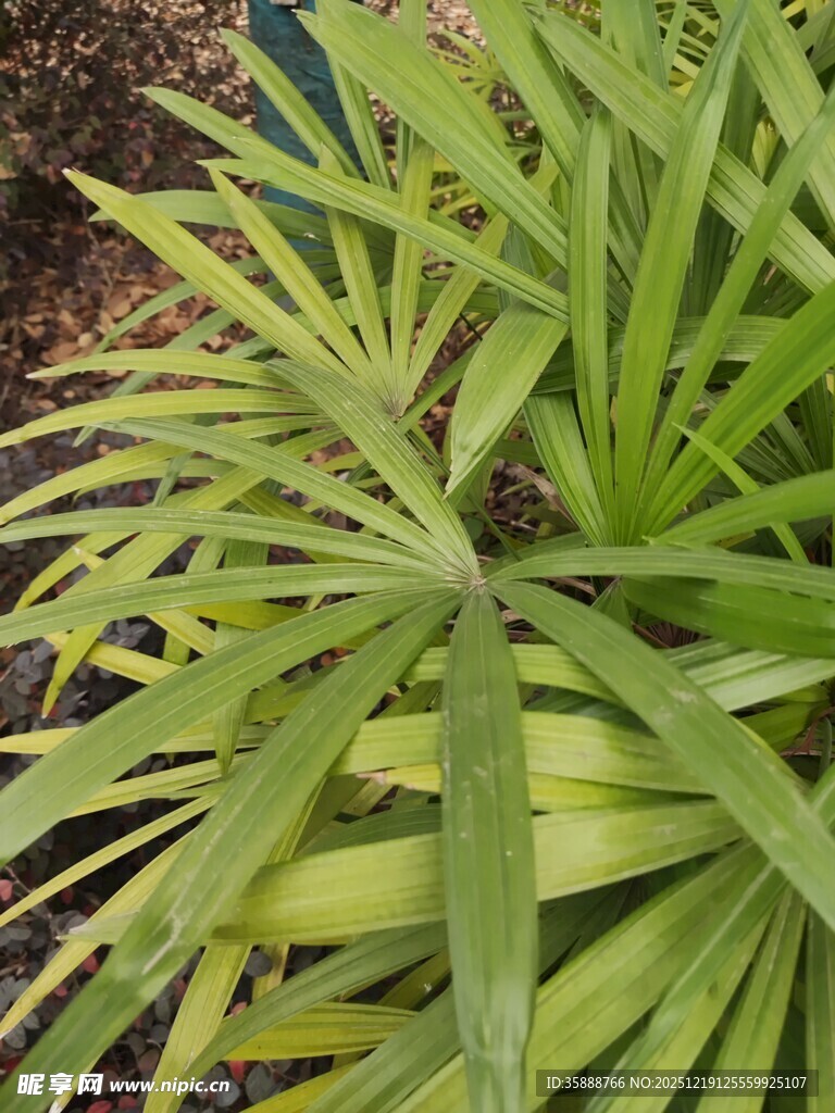 翠绿舒展的植物叶片