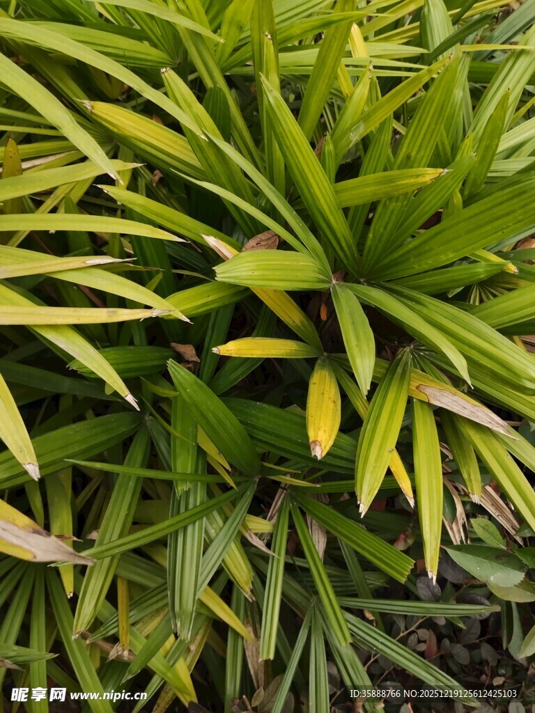 翠绿生机的热带植物叶片