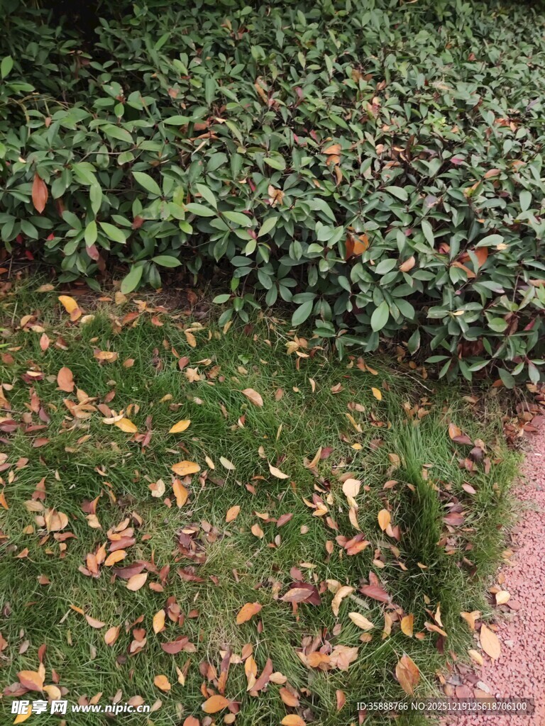 路边绿植与散落枯叶