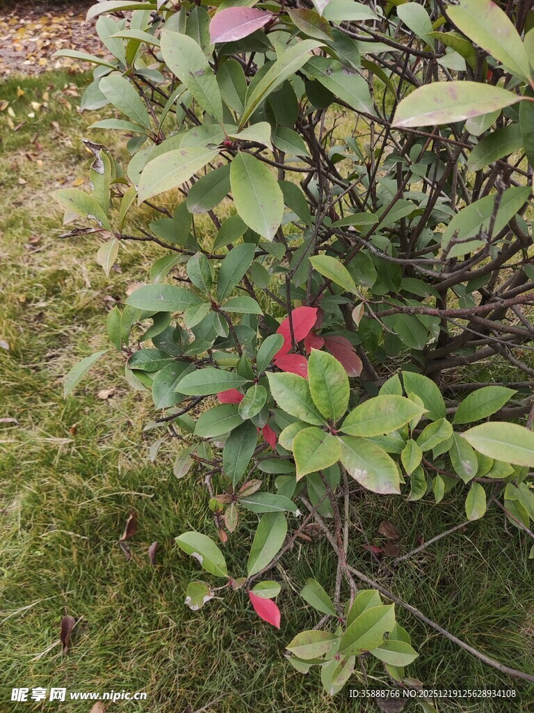 绿叶间的娇艳红色花朵