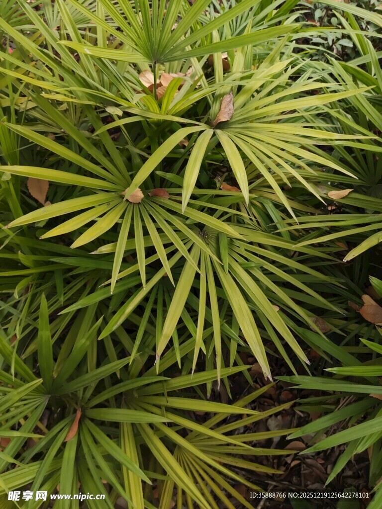 翠绿细长叶片的植物