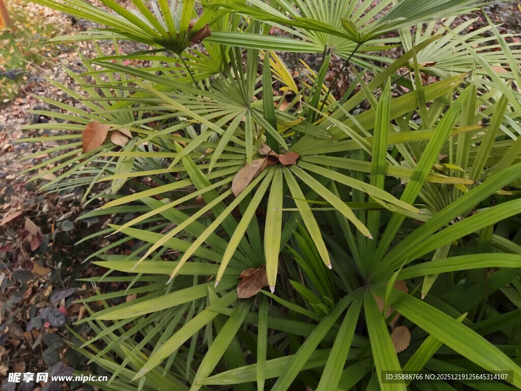 翠绿蒲葵叶片特写