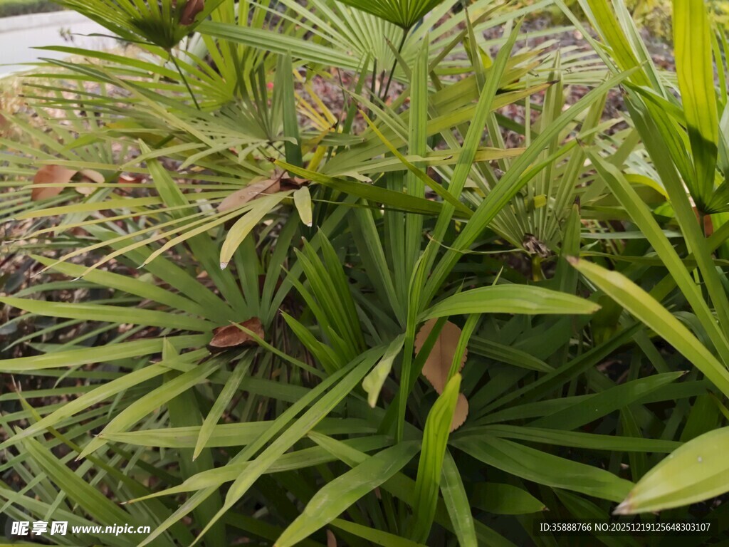 绿叶间的生机盎然植物