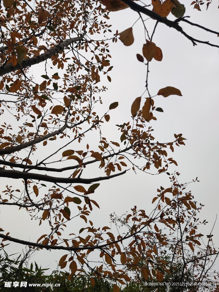 秋日枝头枯叶飘零