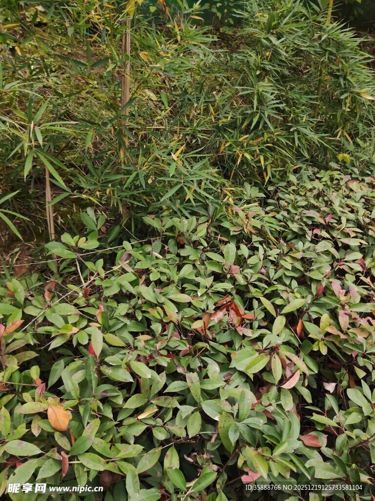 茂密绿植覆盖的地面场景