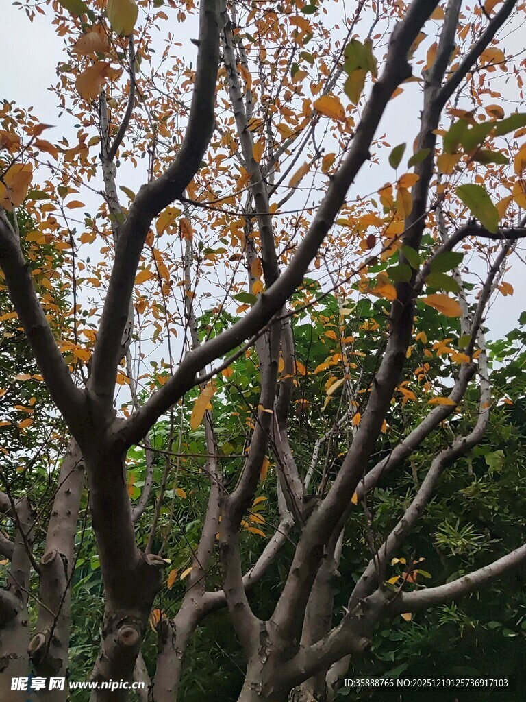 秋日树枝黄叶点缀景象